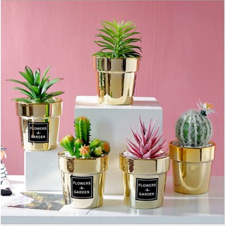 Cây trang trí để bàn phong cách Bắc Âu