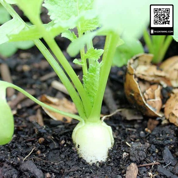 1KG hạt giống củ cải trắng