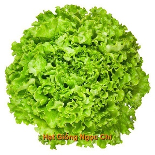 5gr hạt giống xà lách xoan xanh