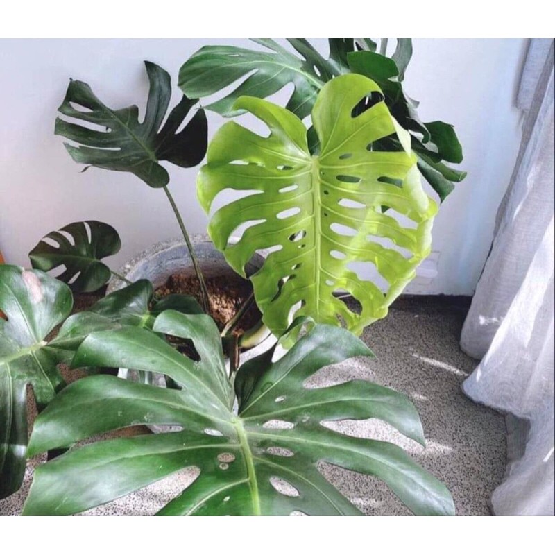 Cây Monstera Deli Giống Nhập Khẩu Từ Thái Lan