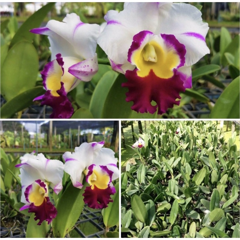 Cattleya Cây Giống Anna Dễ Trồng Hoa To Và Thơm