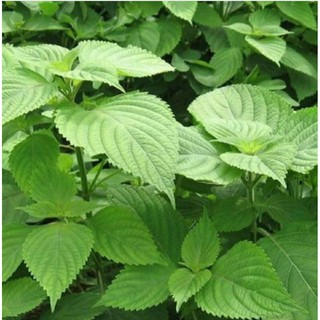 1GR - HẠT GIỐNG LÁ CÂY RAU KINH GIỚ