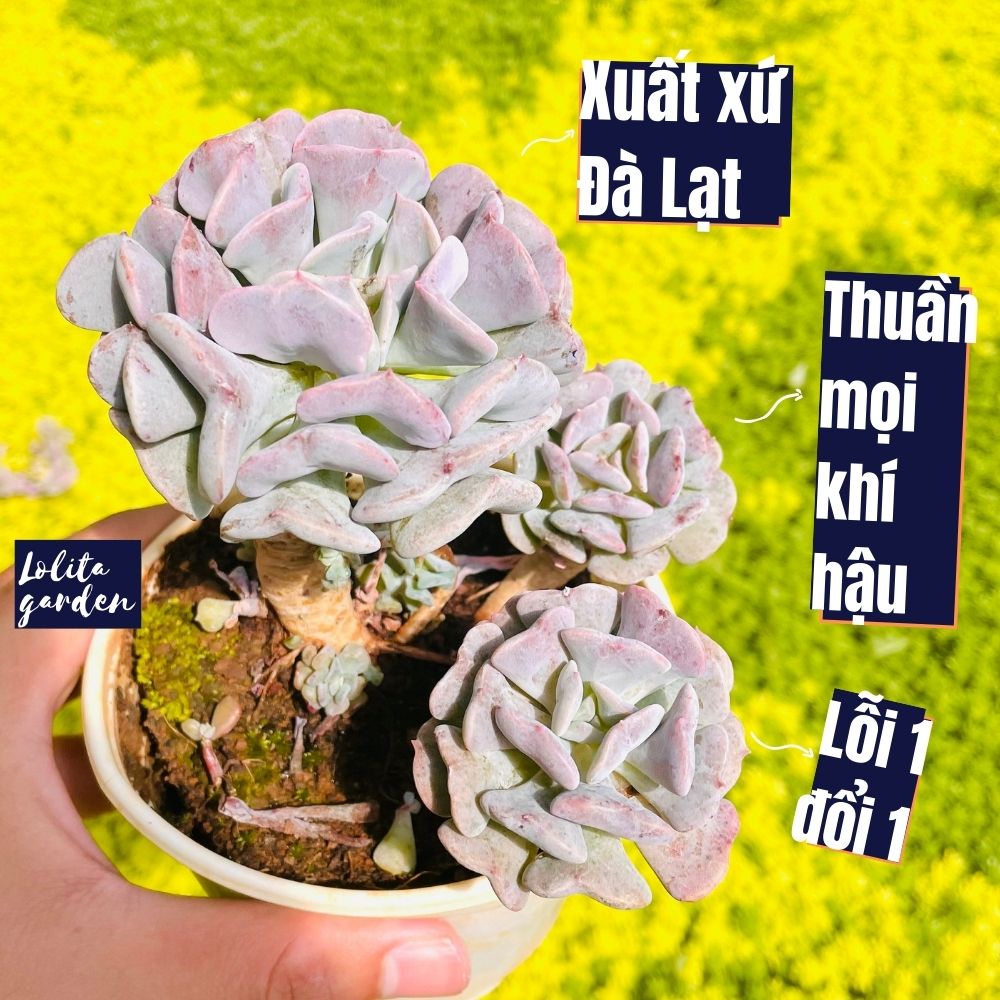 Sen đá cúc tím cổ thụ Đà Lạt size trung bình cây cảnh trang trí nhà cửa Lolita garden