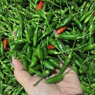 Ớt xiêm rừng tươi nhà trồng- loại 500gr