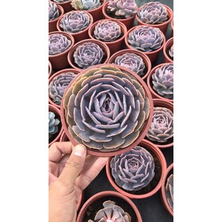 100Chậu tô trồng sen đại