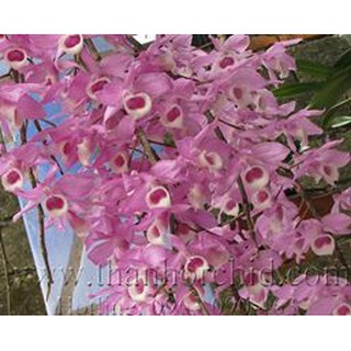 Lan giả hạc hoa hồng (giả hạc pháp)