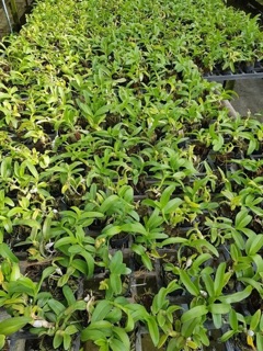 Hoa lan giả hạc, phi điệp VN178