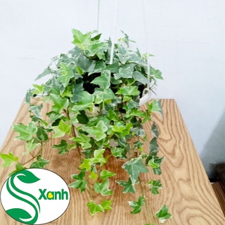 thường xuân chậu treo
