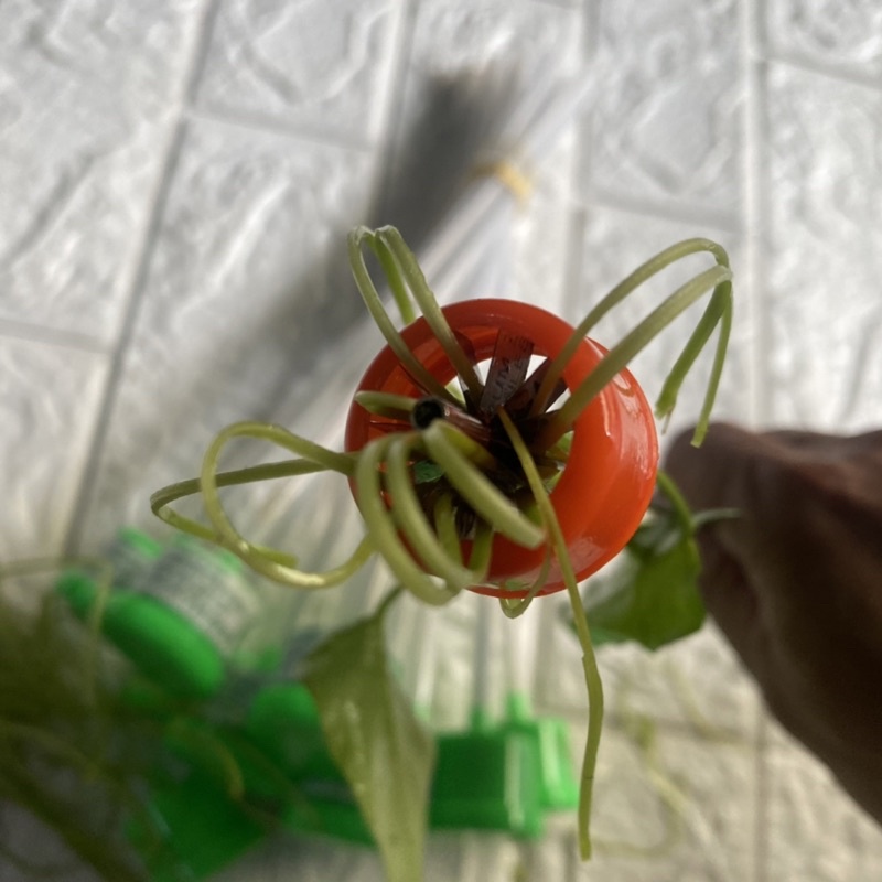 5 cây dao chẻ Rau muống