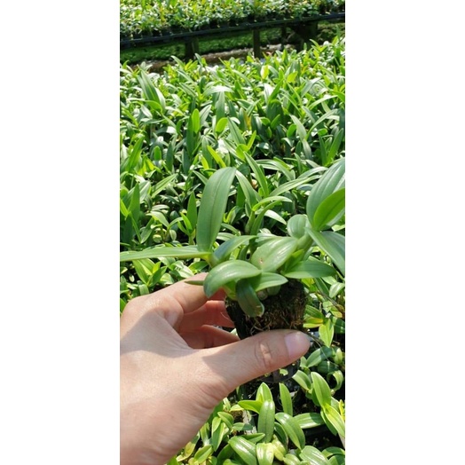 Lan Denro mini cây giống nhiều màu