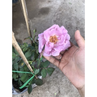 Caykiengsadec Hồng hoa tím + tặng phân bón