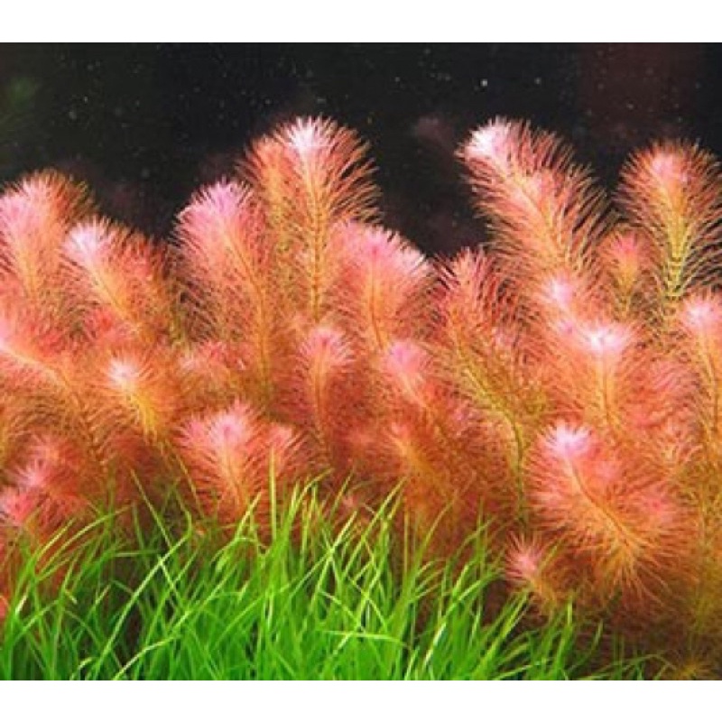 Cây thuỷ sinh luân thảo đỏ - siêu khoẻ và dễ sống combo 8️⃣ k /10 cây