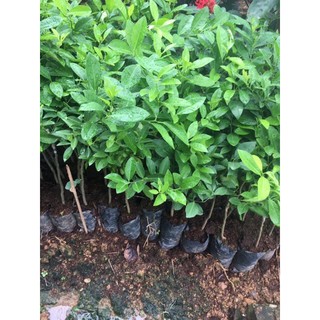 CÂY GIỐNG CHANH TỨ QUÍ