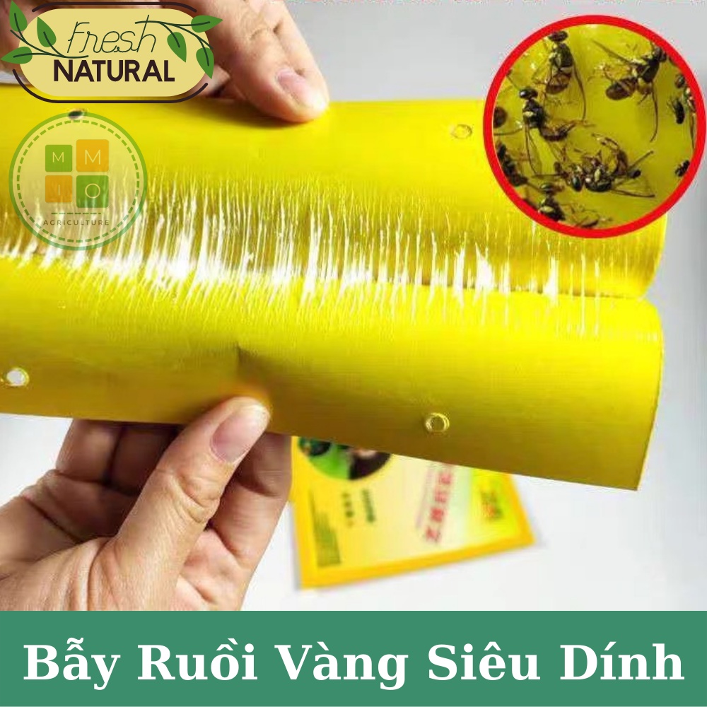 Combo bẫy ruồi vàng siêu dính - Hiệu quả với nhiều loại côn trùng gây hại cho vườn lan, rau hoa màu và cây ăn trái
