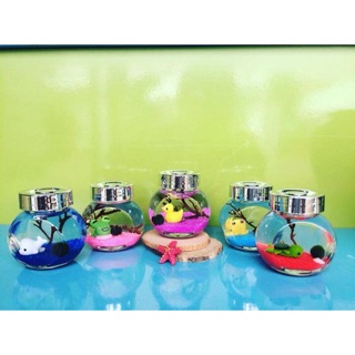 Set Tiny Tảo Cầu Nhật Bản - Marimo