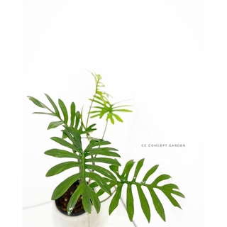 Trầu bà | Philodendron Mayoi