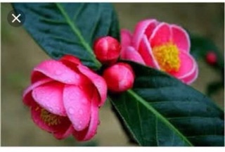 Combo 5 cây hoa Hải đường giống