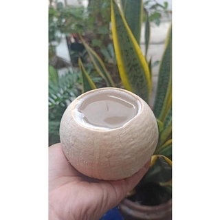 DỪA XIÊM TRỌC - size 400gr trở lên