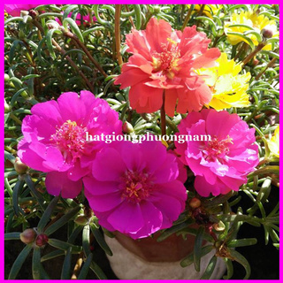 100h - hạt giống hoa mười giờ mỹ kép- sun