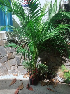 Bụi Cau Kiểng (chỉ giao hoả tốc) Cao 1m3-1m5