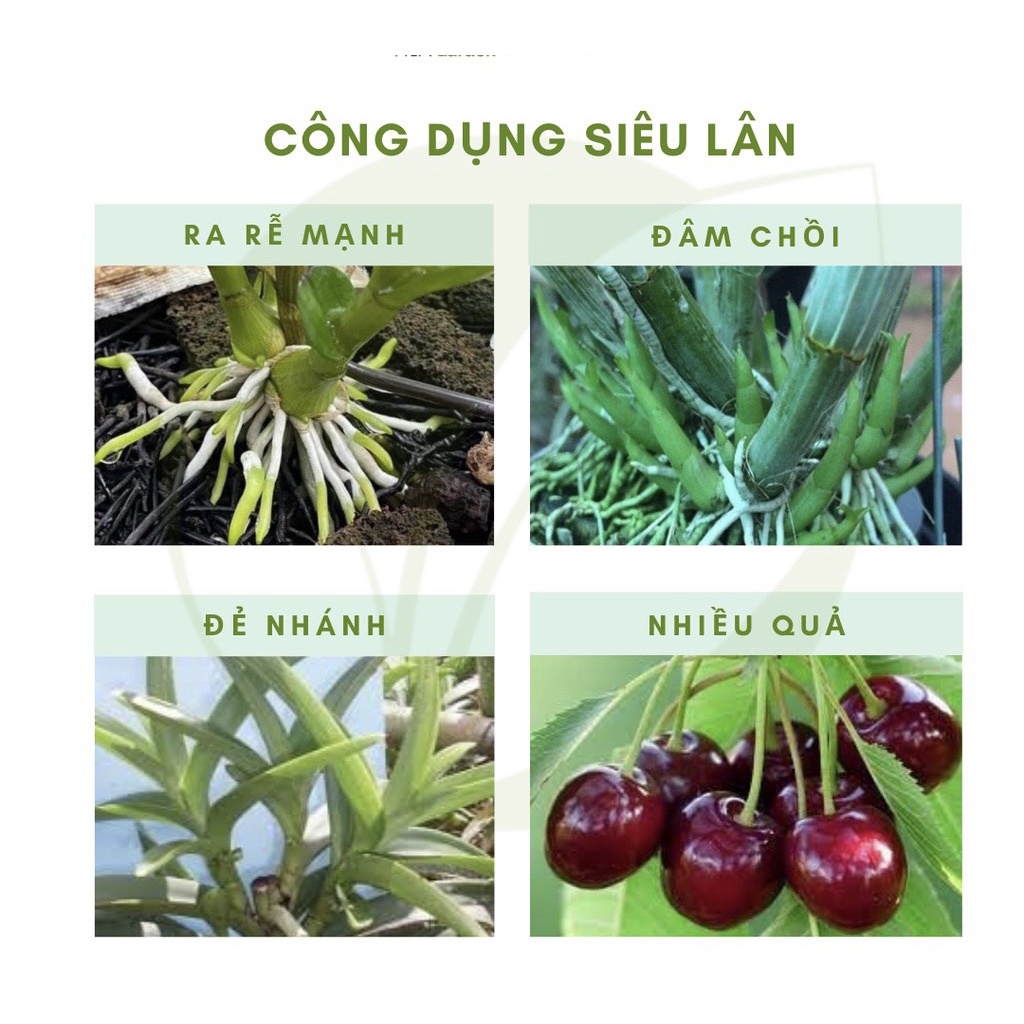 SIÊU LÂN XANH THÚC ĐẨY RỄ MẠNH , ĐÂM CHỒI, ĐẺ NHÁNH , CHỐNG NGHẸT RỂ CHO CÂY VÀ HOA