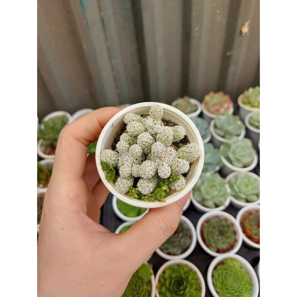 Xương rồng trứng chim