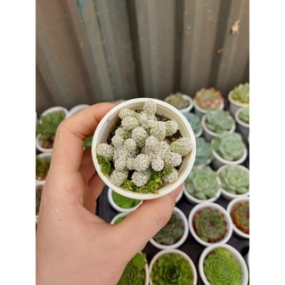 Xương rồng trứng chim