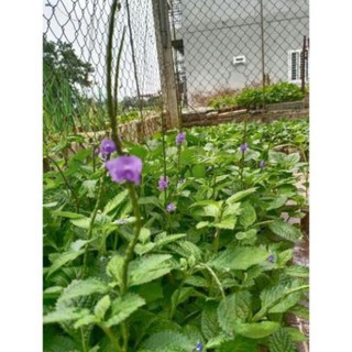 👉🌱🌱🌱👍 Combo 5 cây đuôi chuột hoa tím (Cây mạch lạc)