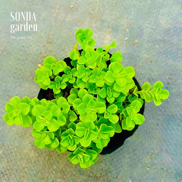 Cỏ sedum lục hà SONDA GARDEN size bé 5-6cm, xuất xứ Đà Lạt, khoẻ đẹp, lỗi 1 đổi 1