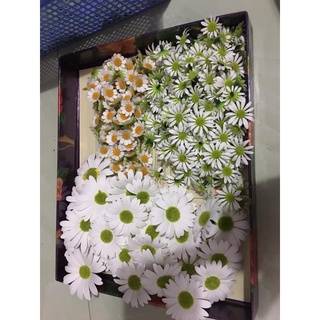 CÚC HỌA MI,đầu bông làm sẵn