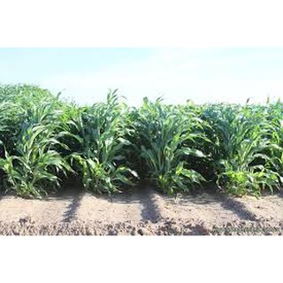 HẠT GIỐNG CỎ LAI SUDAN Cỏ Chăn Nuôi Gia Súc Nhập Khẩu - GÓI 100GR