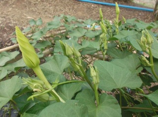 Hạt giống hoa chomchan
