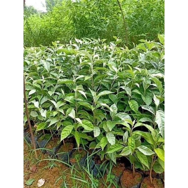 Cây nhót ngọt siêu quả