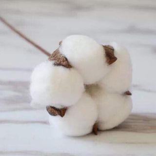 phụ kiện chụp ảnh quả bông