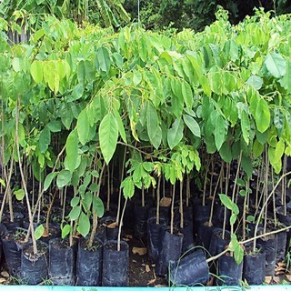 Cây giống gõ đỏ