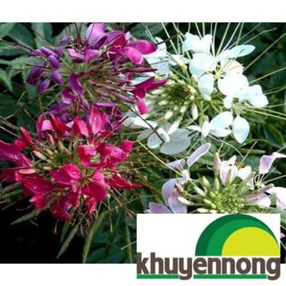 Hạt giống hoa hồng ri mix