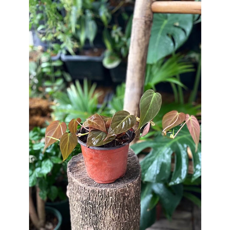 Cây Philodendron Micans (Trầu Bà Micans) chậu nhựa 10cm