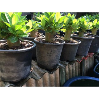 10 hạt sứ thái bonsai Kim tự tháp