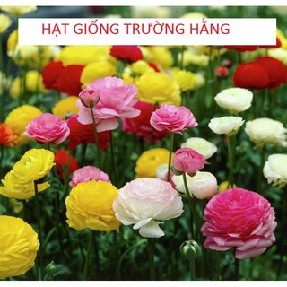 Hạt giống hồng ri tư 20 hạt nhiều màu (mao lương)