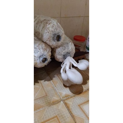 Phôi nấm bào ngư Cám/đen, Hoàn Kim Đà Lạt, trồng nấm sạch tại nhà, #Son Store