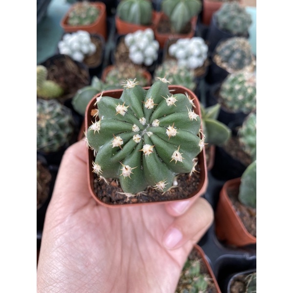 Xương rồng Echino