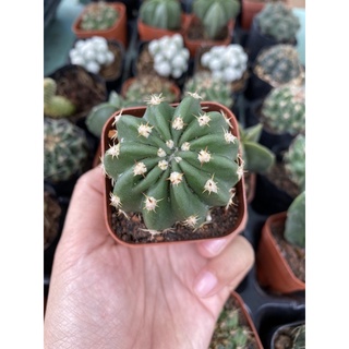 Xương rồng Echino