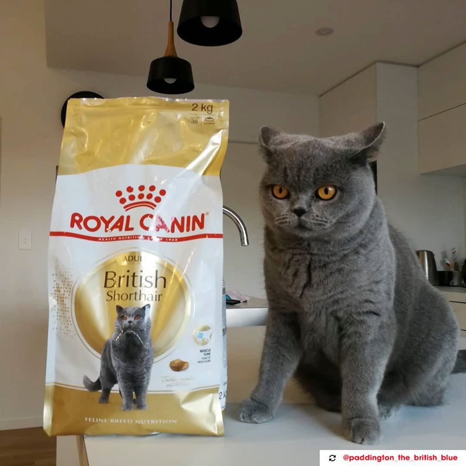 Thức ăn Royal Canin British shorthair chuyên cho giống mèo Anh lông ngắn