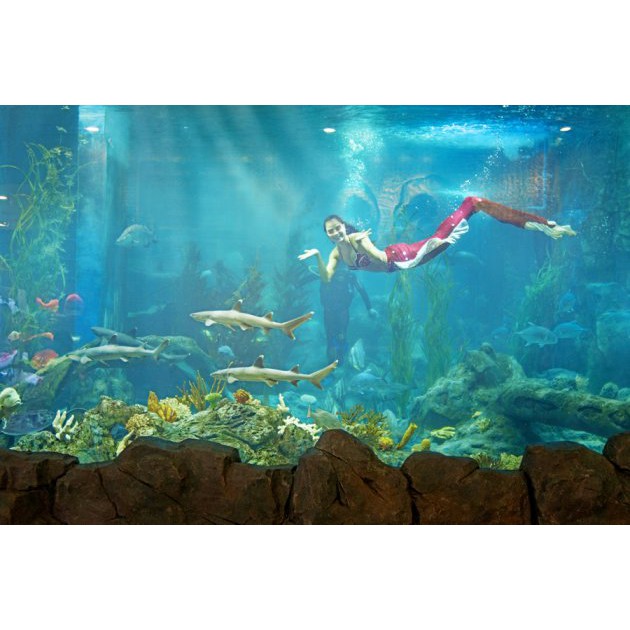 Vé vào cửa tại Thủy Cung Aquarium - Áp dụng cho khách hàng từ 80 cm đến dưới 140 cm (DT)