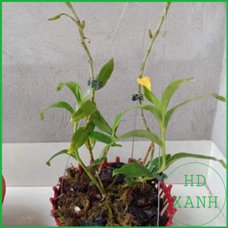 Kẹp bướm kẹp trung 50 cái