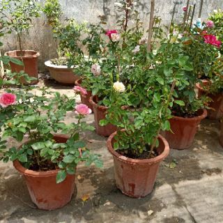 Hoa hồng nhập ngoại