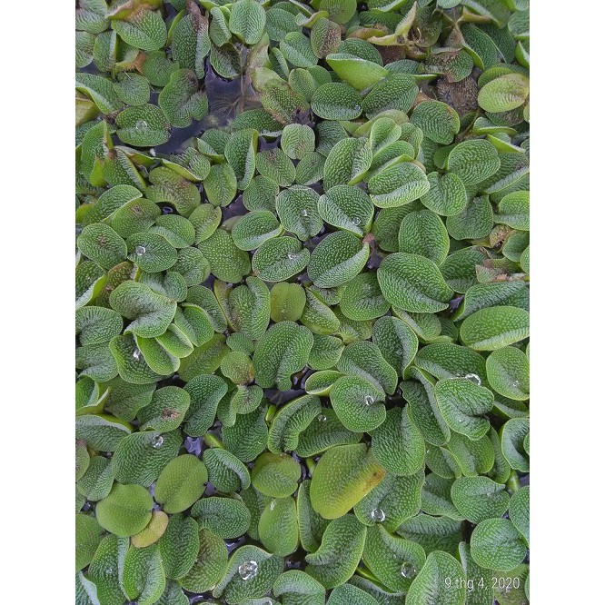 Bèo tai chuột - Cây thủy sinh