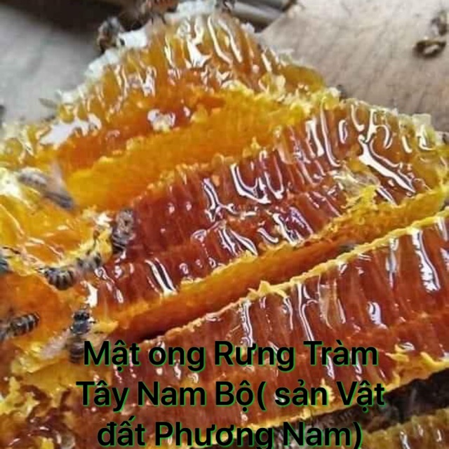 1000ml Mật ong rừng Tràm Tây Nam Bộ ( sản vật đất Phương Nam)