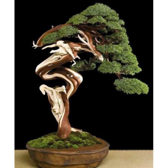 Bôi lũa bonsai hàng chuẩn không pha sơn 150ml