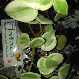 Cây trầu bà càng cua lá cẩm thạch